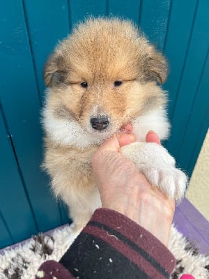 Les chiots de Colley à poil long
