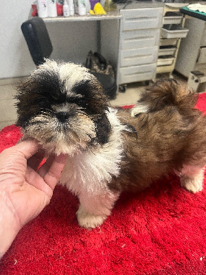 Les chiots de Shih Tzu
