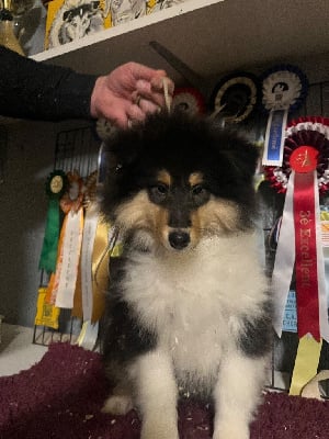 Les chiots de Colley à poil long