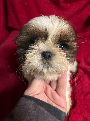 Les chiots de Shih Tzu