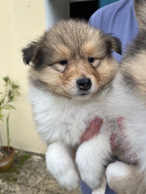 Les chiots de Colley à poil long