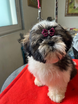 Les chiots de Shih Tzu