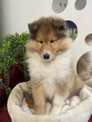 Les chiots de Colley à poil long