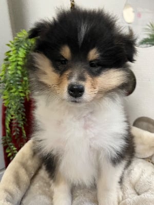 Les chiots de Colley à poil long