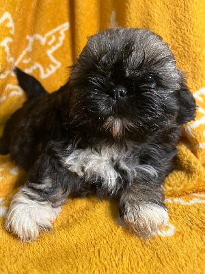 Les chiots de Shih Tzu