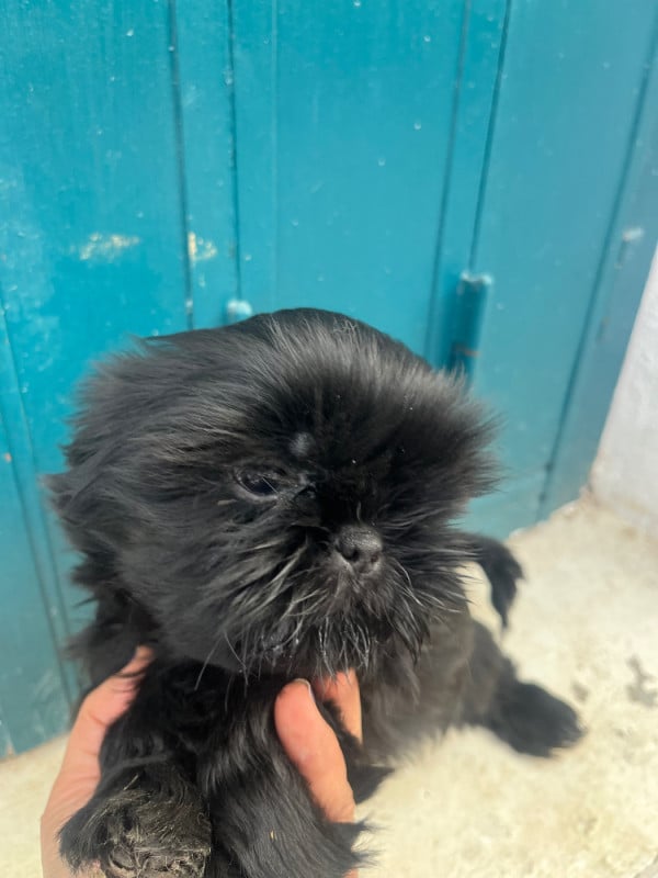 Shih Tzu - De Pepsie Pep's