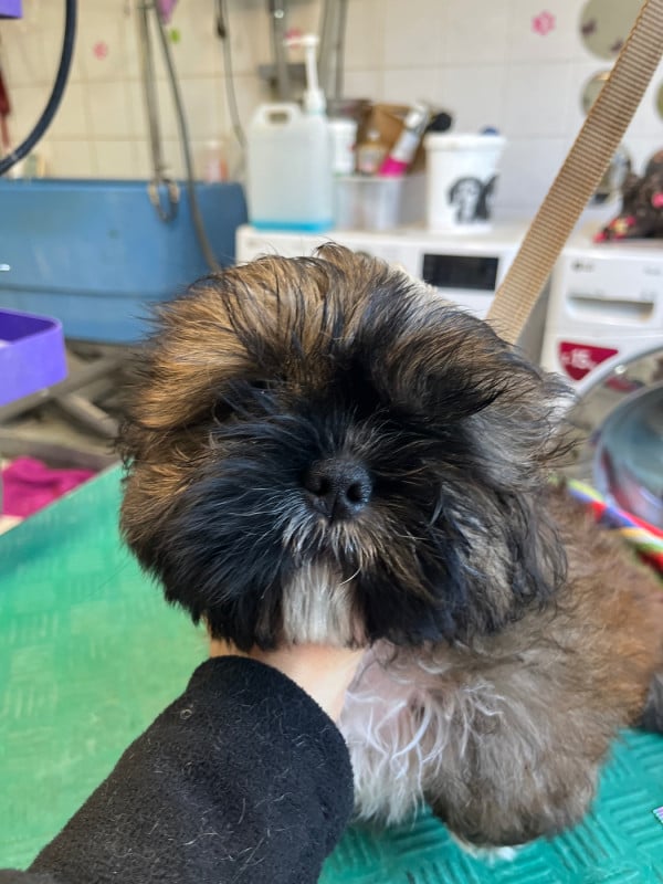 Shih Tzu - De Pepsie Pep's