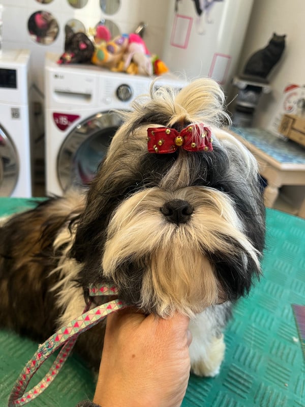 Shih Tzu - De Pepsie Pep's