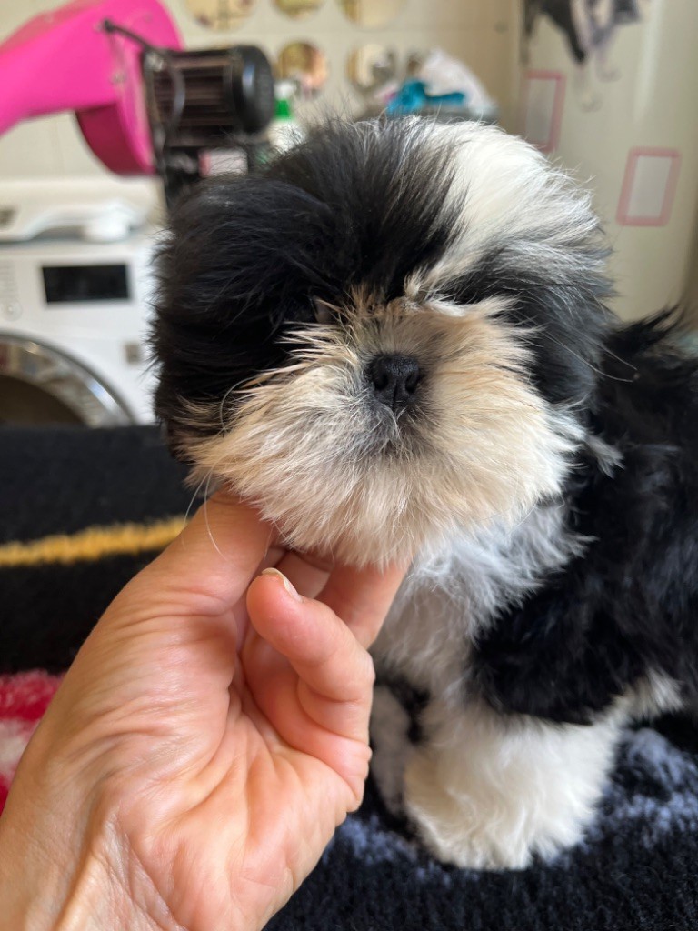 CHIOT 2