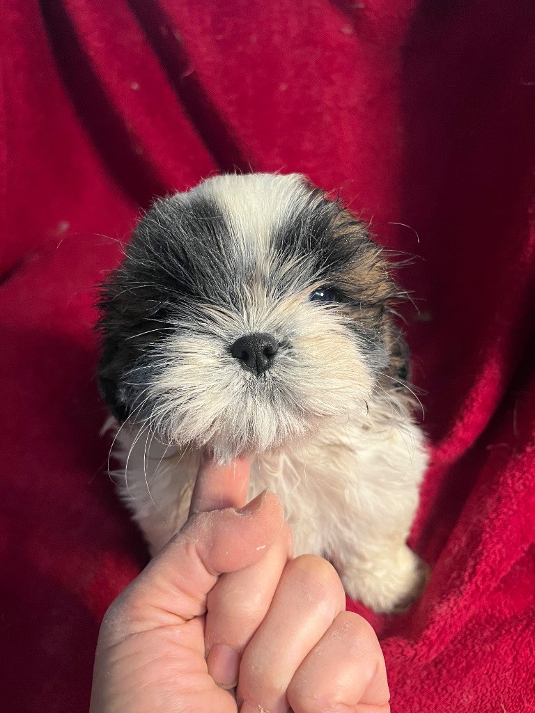 Shih Tzu - De Pepsie Pep's