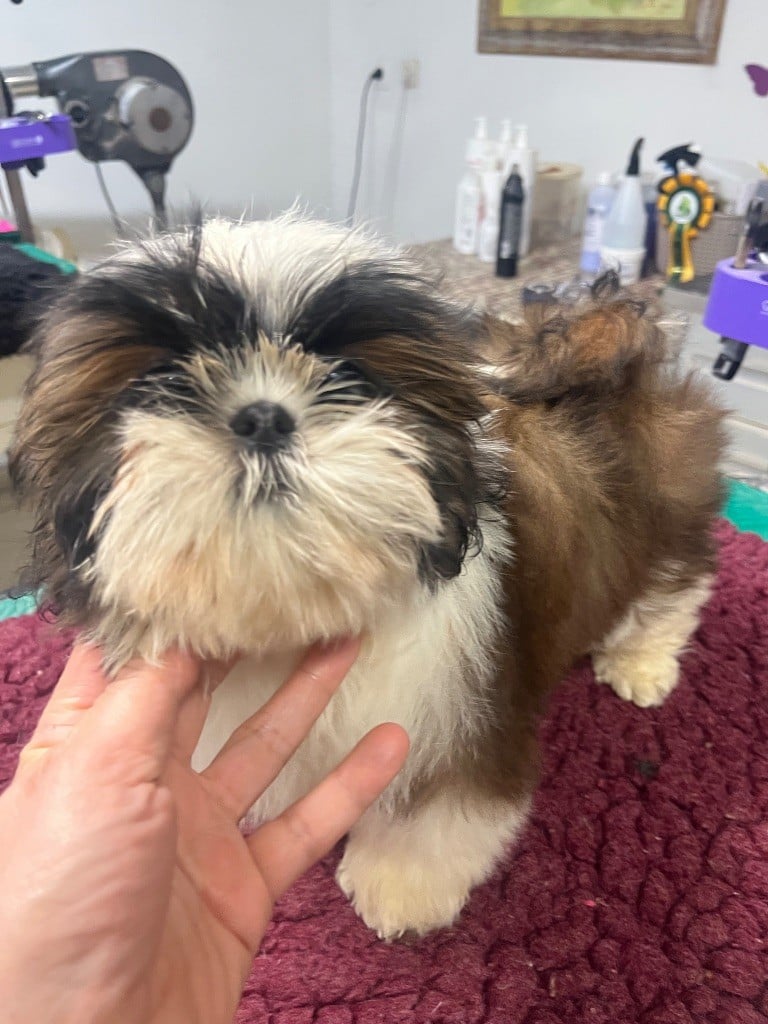 Shih Tzu - De Pepsie Pep's