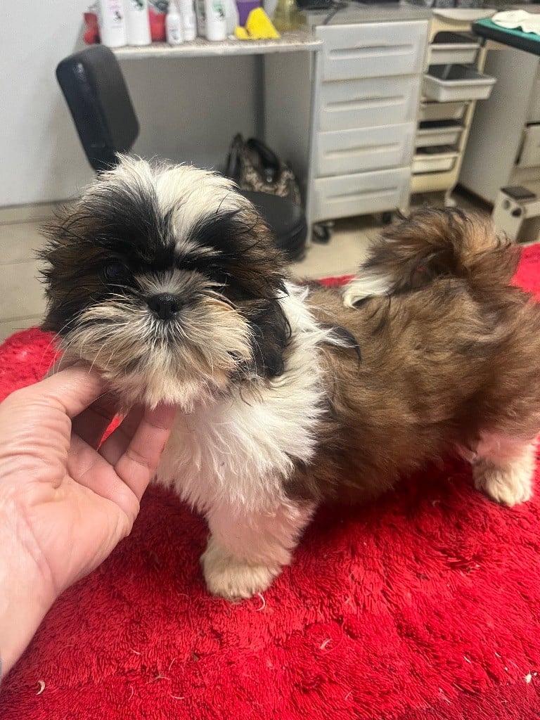 Shih Tzu - De Pepsie Pep's