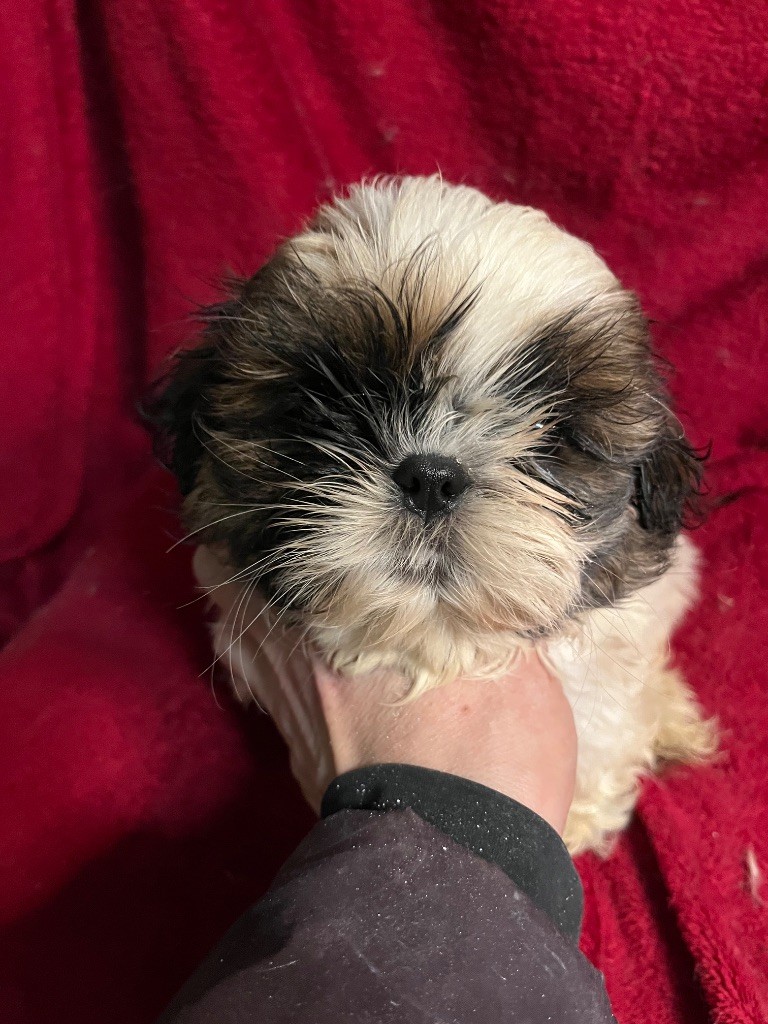 Shih Tzu - De Pepsie Pep's