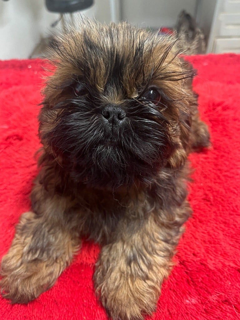 Shih Tzu - De Pepsie Pep's