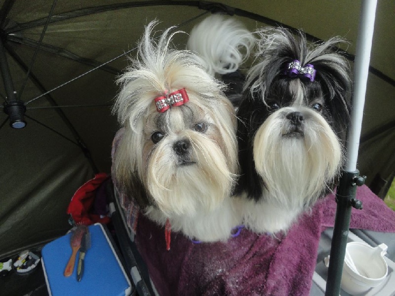 Jelia De Pepsie Pep's - meilleur puppy