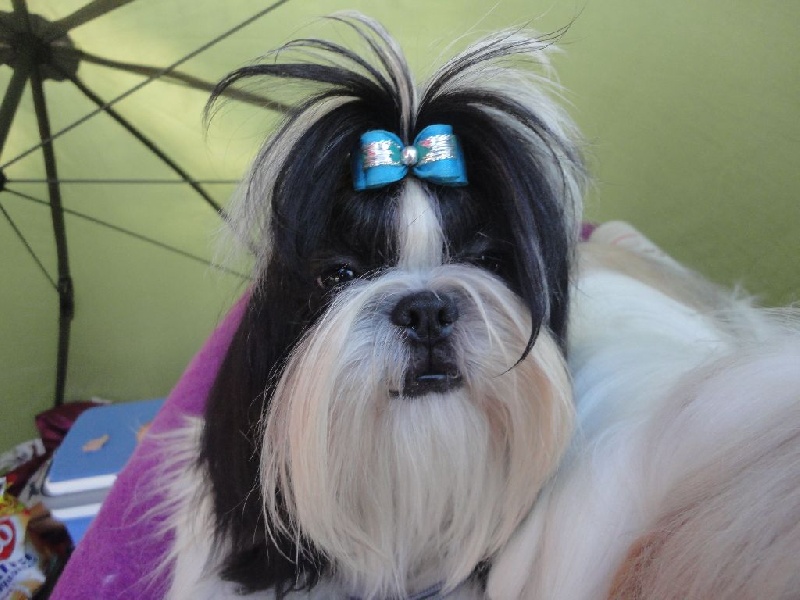 Jelia De Pepsie Pep's - tres prometteur