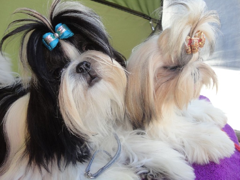 Jelia De Pepsie Pep's - tres prometteur