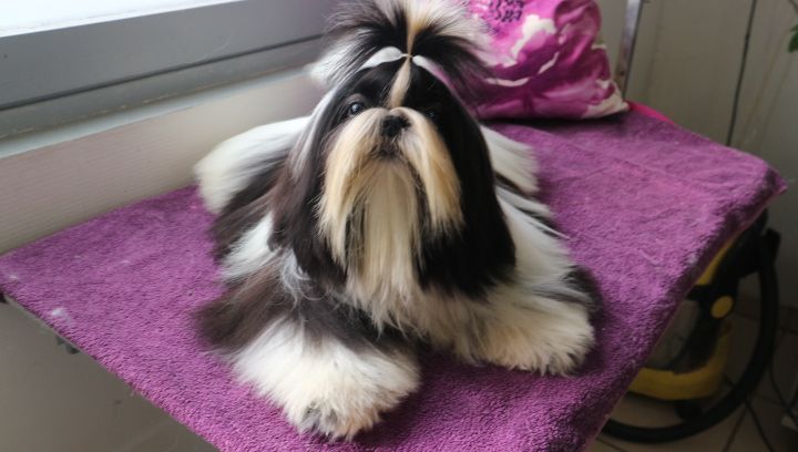 Miss-dior De Pepsie Pep's - 2 EME EXCELLENT en classe jeune (5)