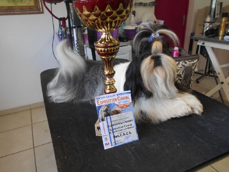 Jelia De Pepsie Pep's - res cacs