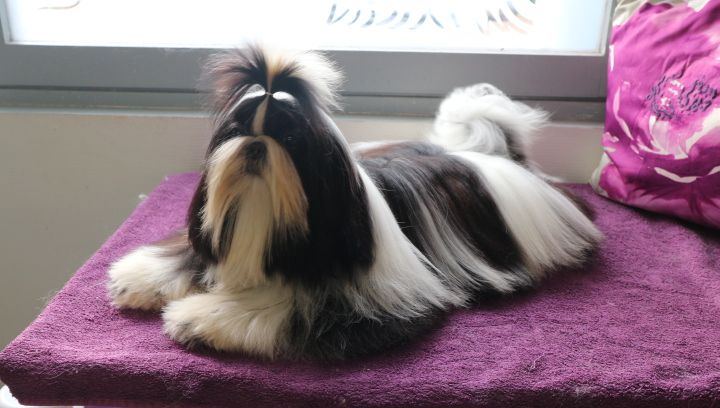 Miss-dior De Pepsie Pep's - TP