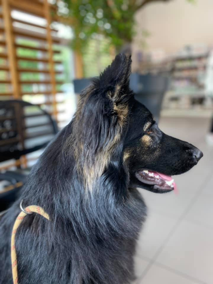 Publication : Du Bois Des Sentinelles