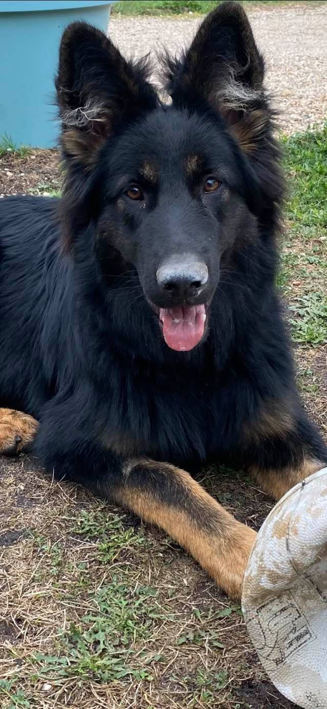Publication : Du Bois Des Sentinelles