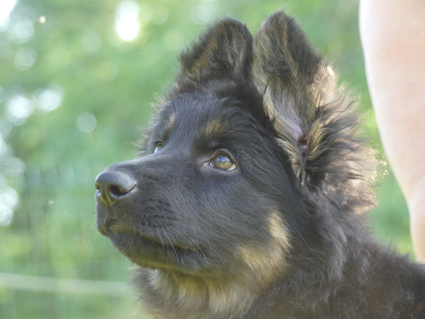 Publication : Du Bois Des Sentinelles