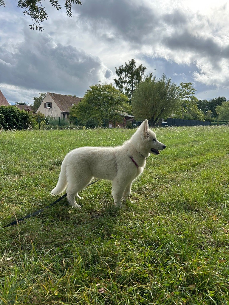 Awaï : collier rose