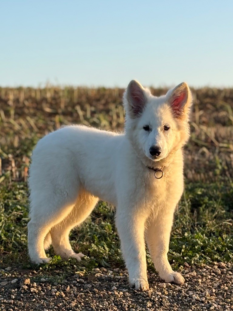 Awaï : collier rose