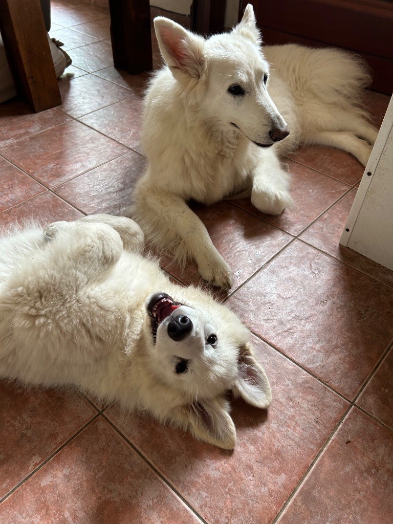 Awaï : collier rose