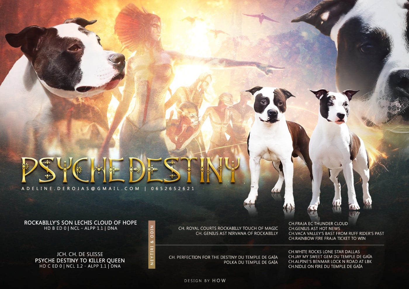 American Staffordshire Terrier - Psyche Destiny