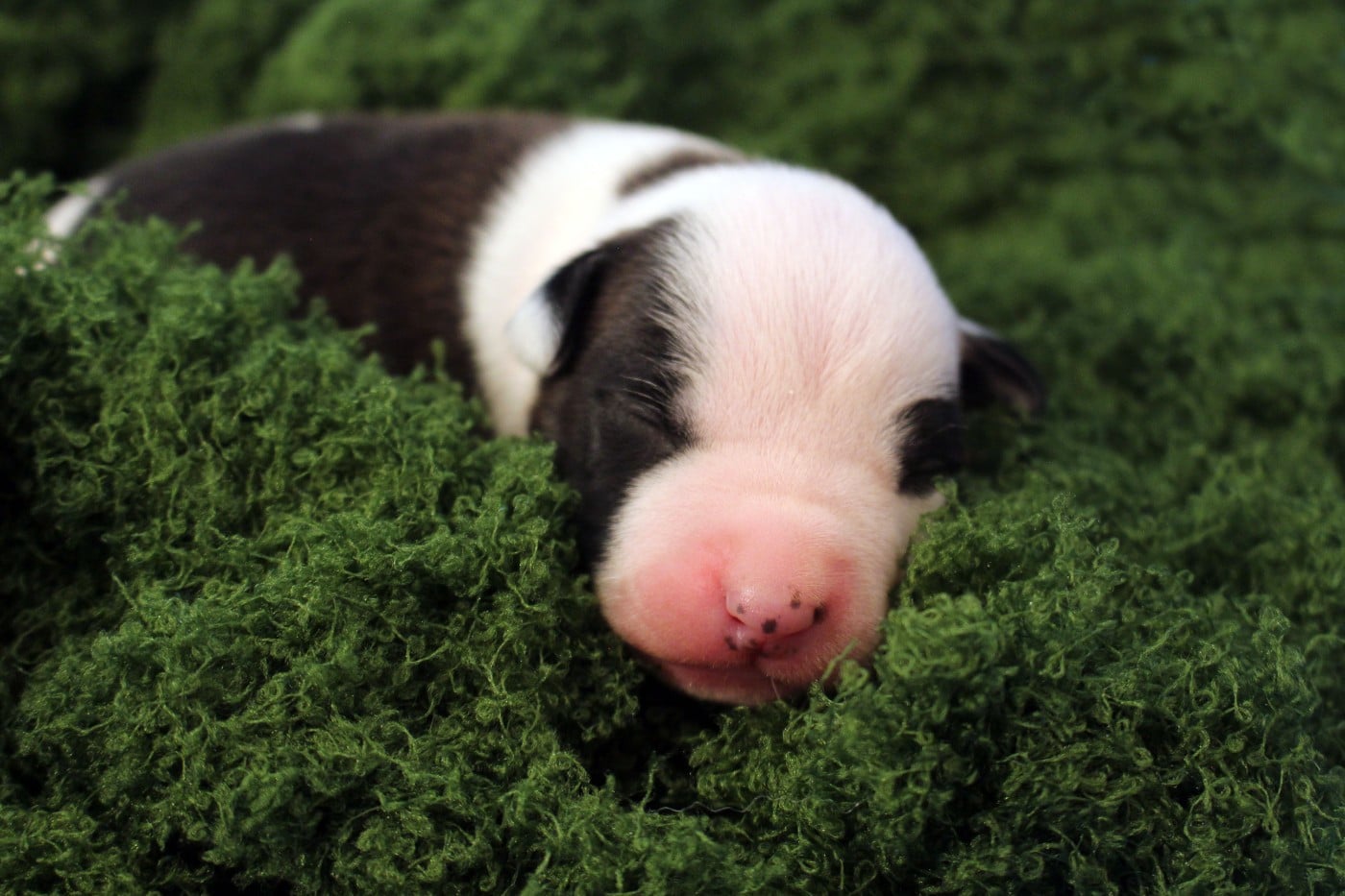 SULLY - Psuche Destiny Be rider of the last shadow