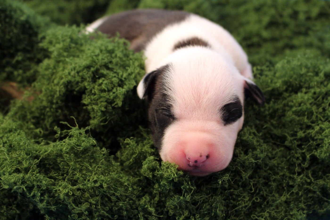 SULLY - Psuche Destiny Be rider of the last shadow