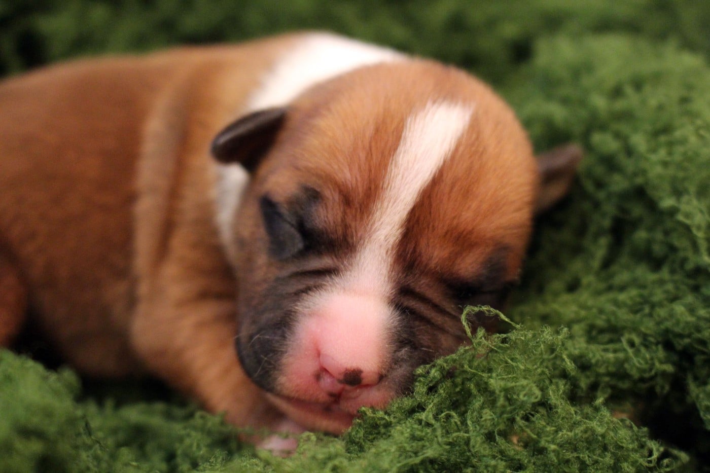 LO'AK - Psyche Destiny Bound by grief and the ocea