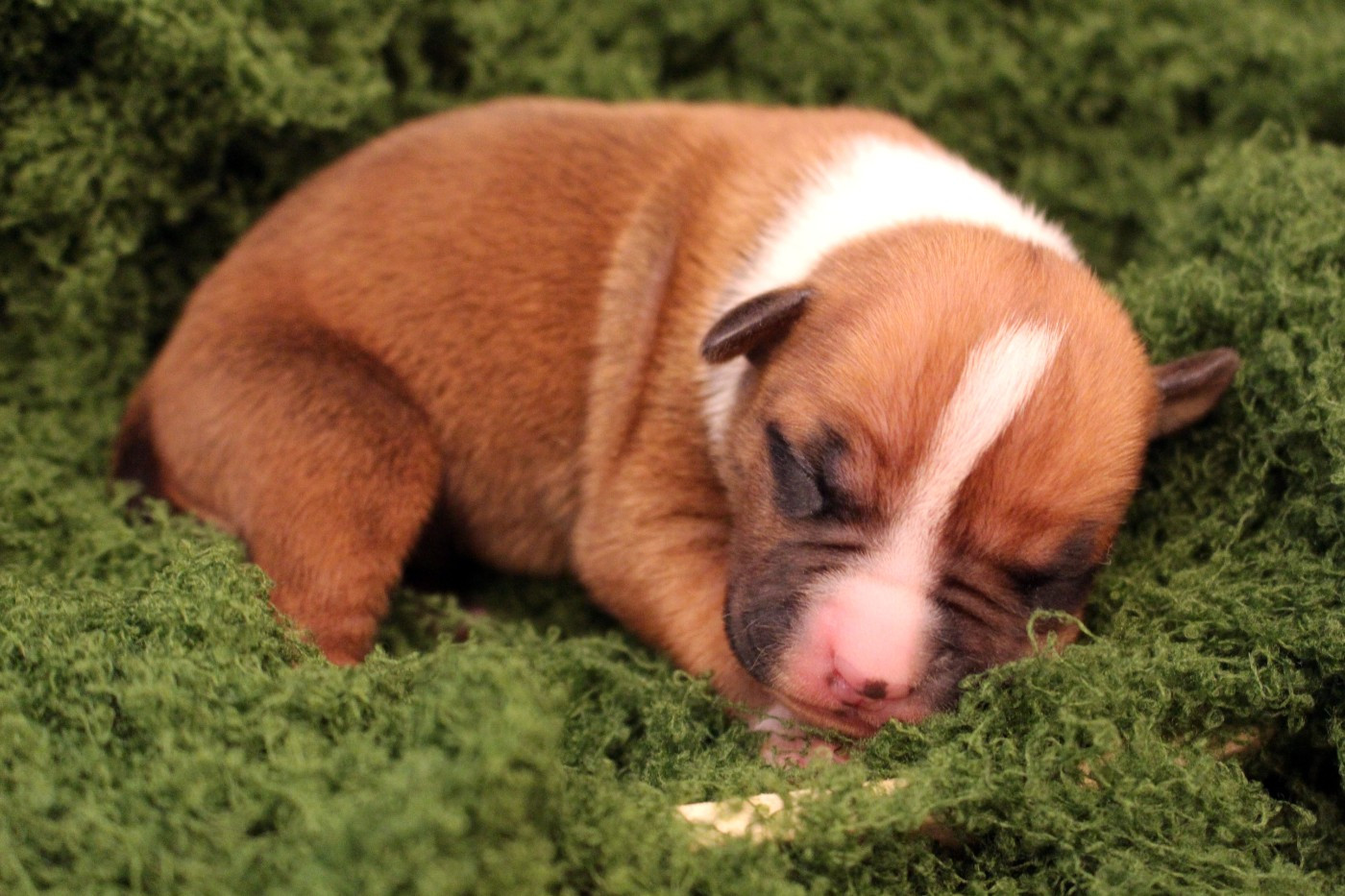 LO'AK - Psyche Destiny Bound by grief and the ocea