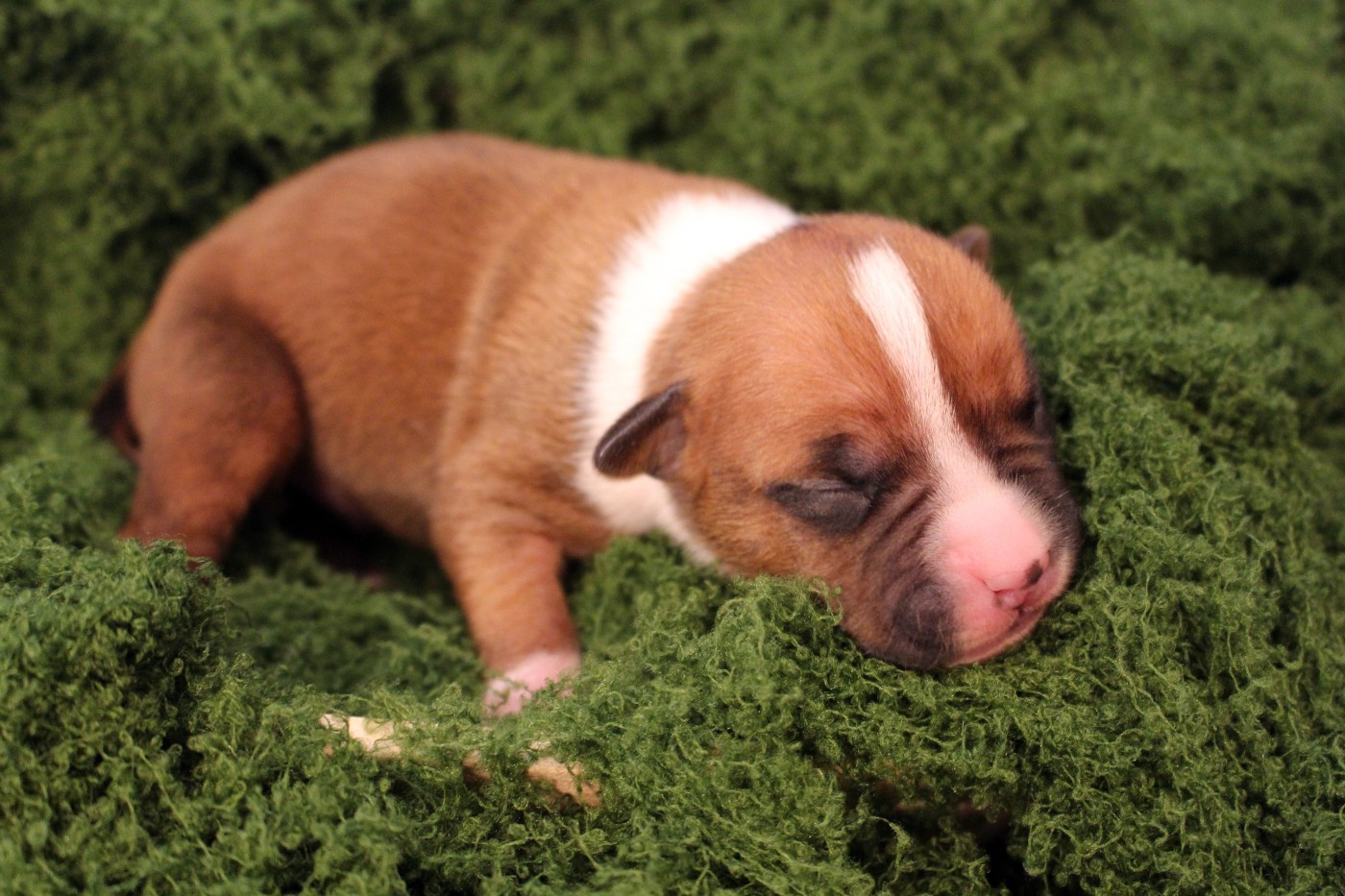 LO'AK - Psyche Destiny Bound by grief and the ocea