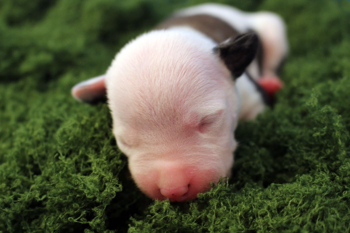 SPIDER - Psyche Destiny Born of heart, not blood