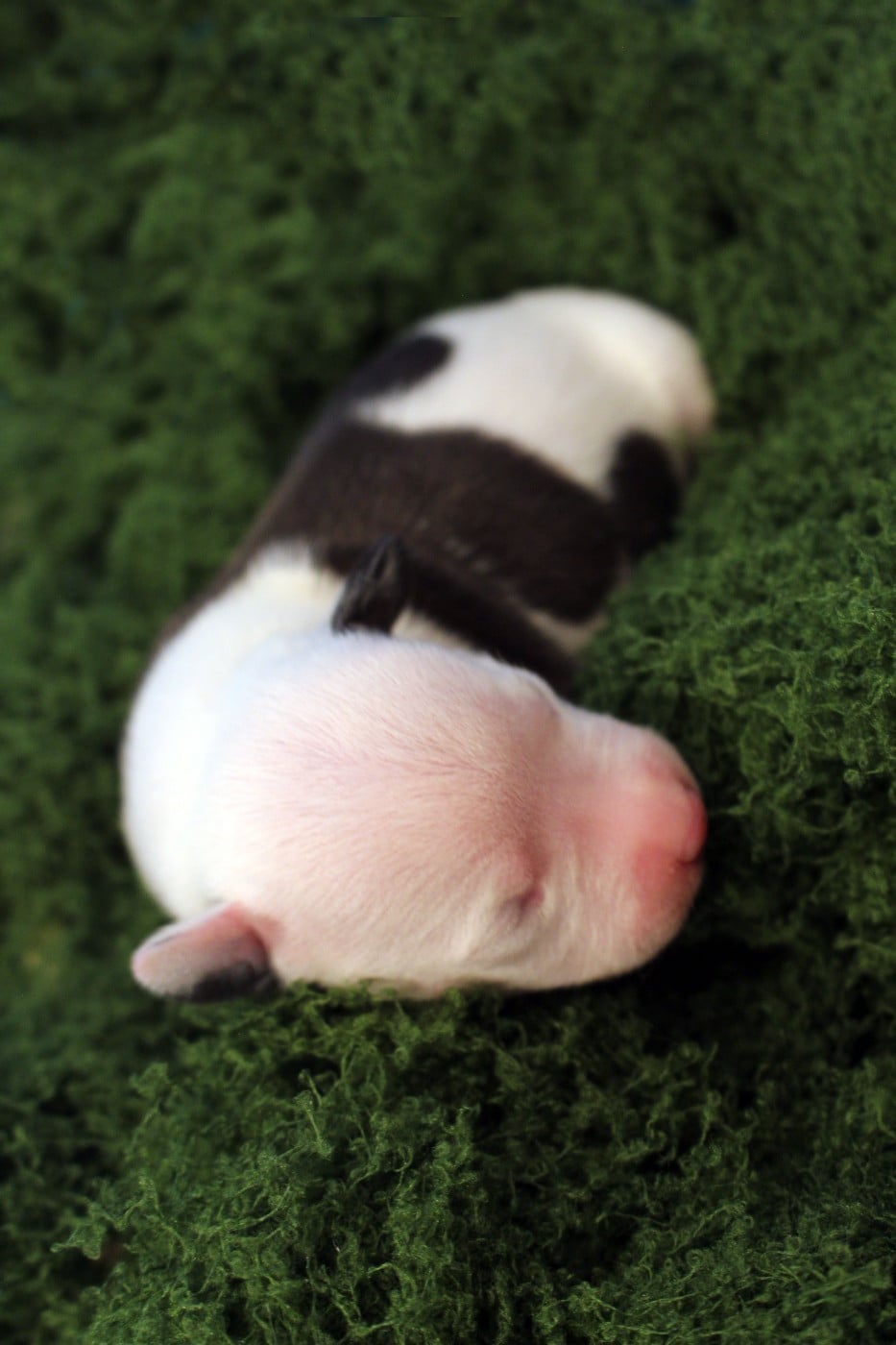 SPIDER - Psyche Destiny Born of heart, not blood