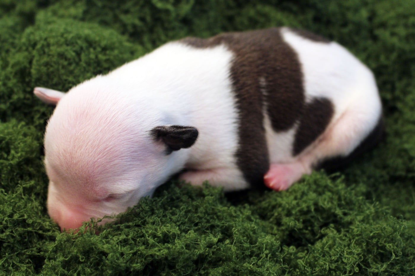 SPIDER - Psyche Destiny Born of heart, not blood