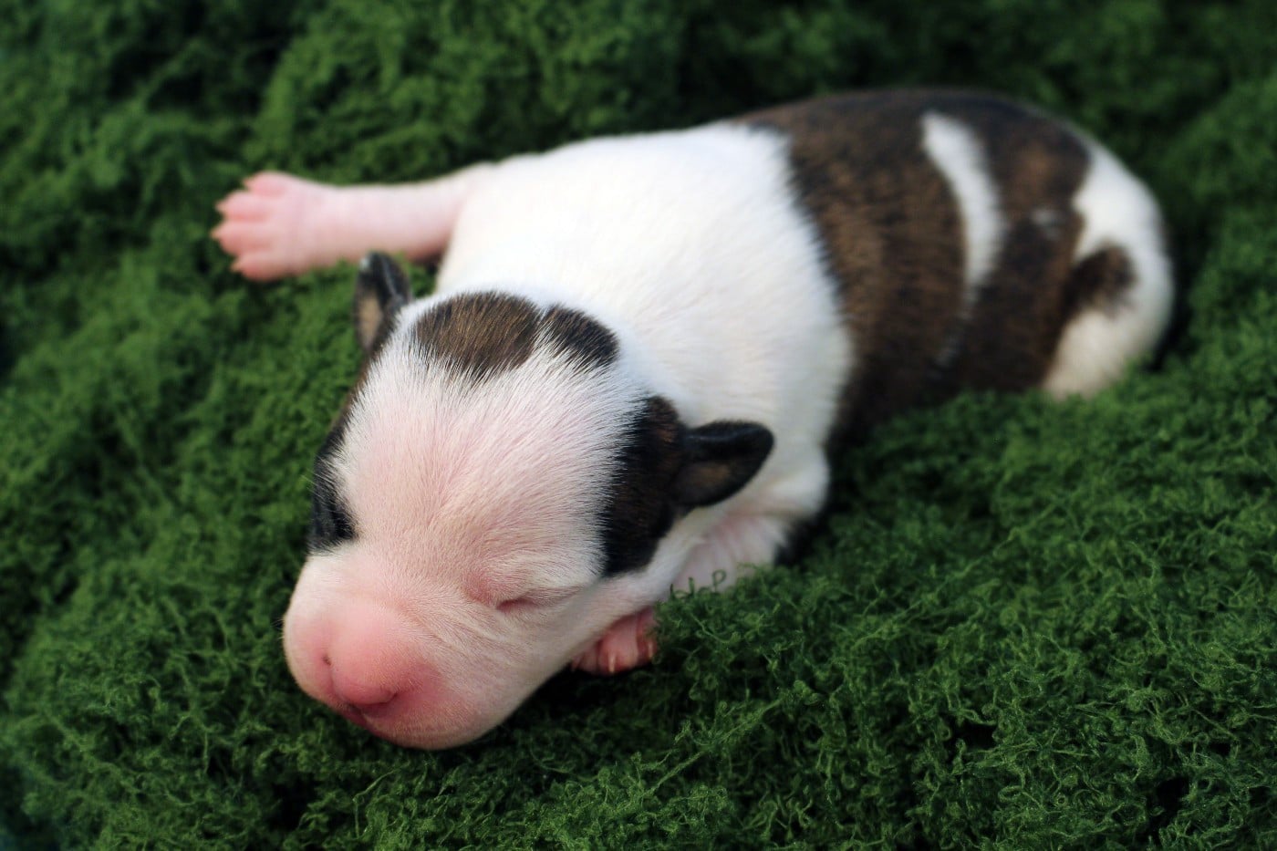 TSU'TEY - Psyche Destiny Belief shaped his soul