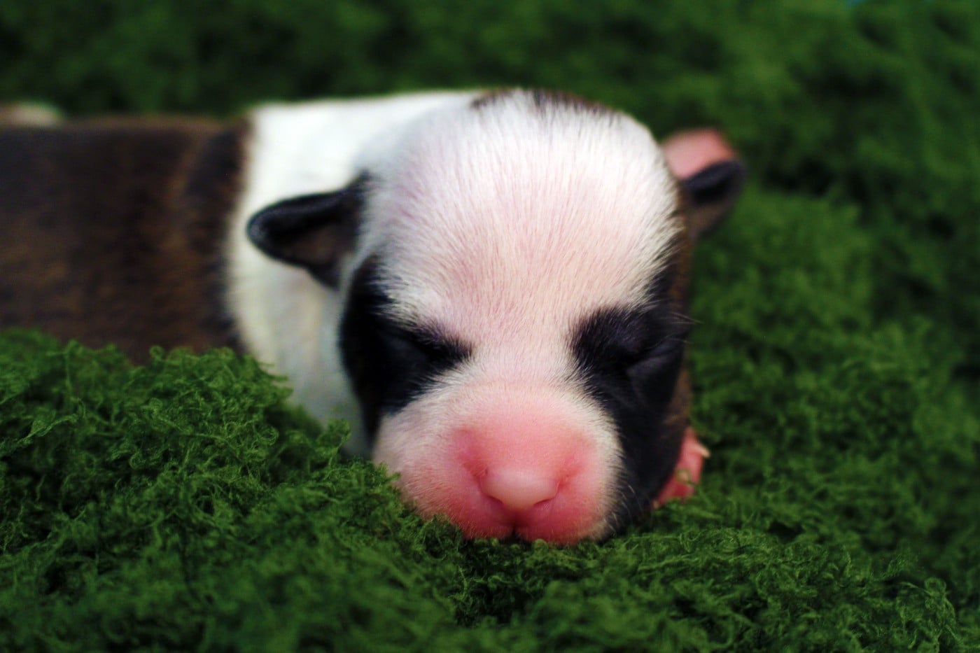 TUK - Psyche Destiny Brimming with life