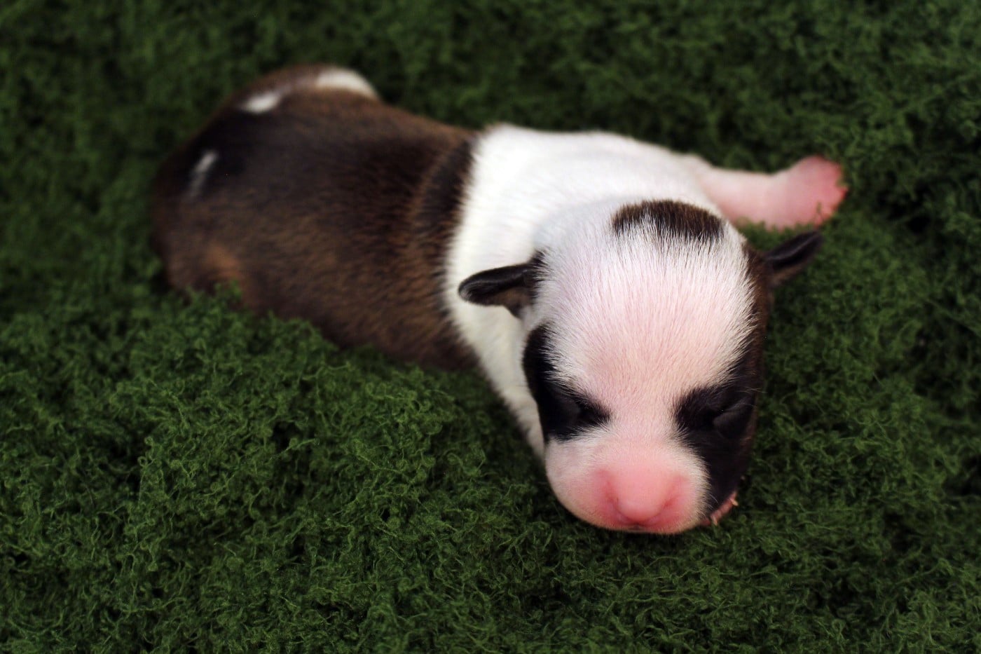 TUK - Psyche Destiny Brimming with life