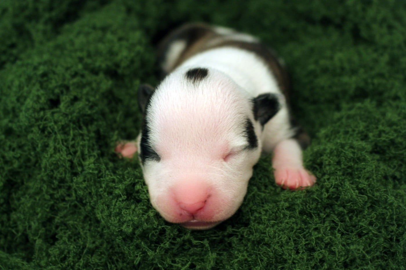 TSIREYA - Psyche Destiny Bright light, gentle tide