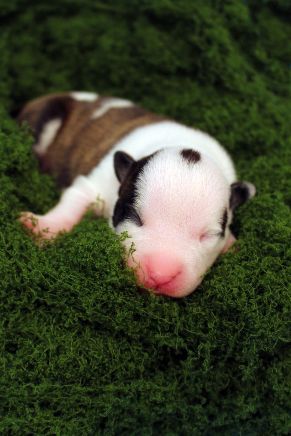 TSIREYA - Psyche Destiny Bright light, gentle tide