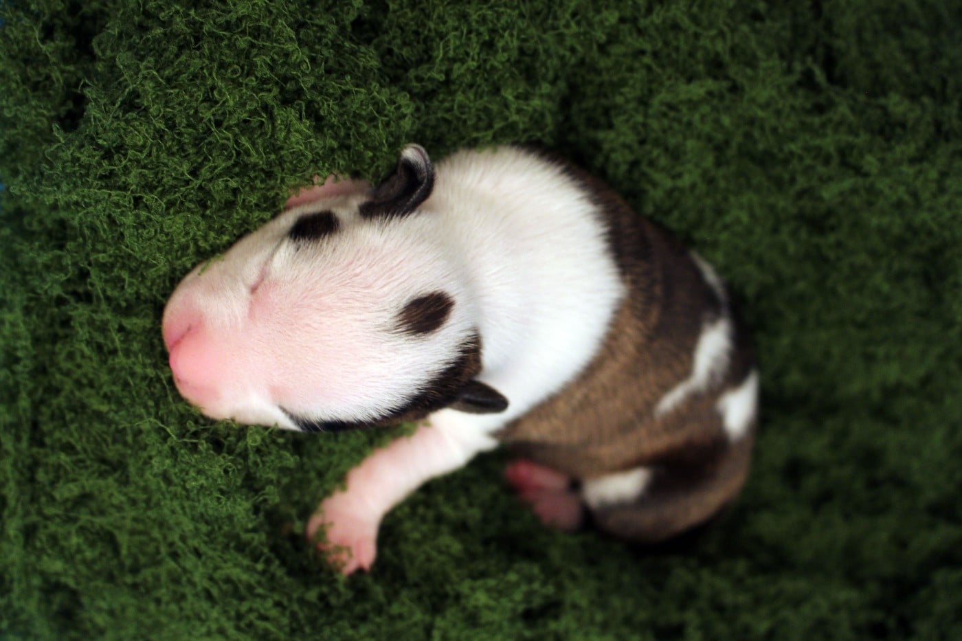 TSIREYA - Psyche Destiny Bright light, gentle tide