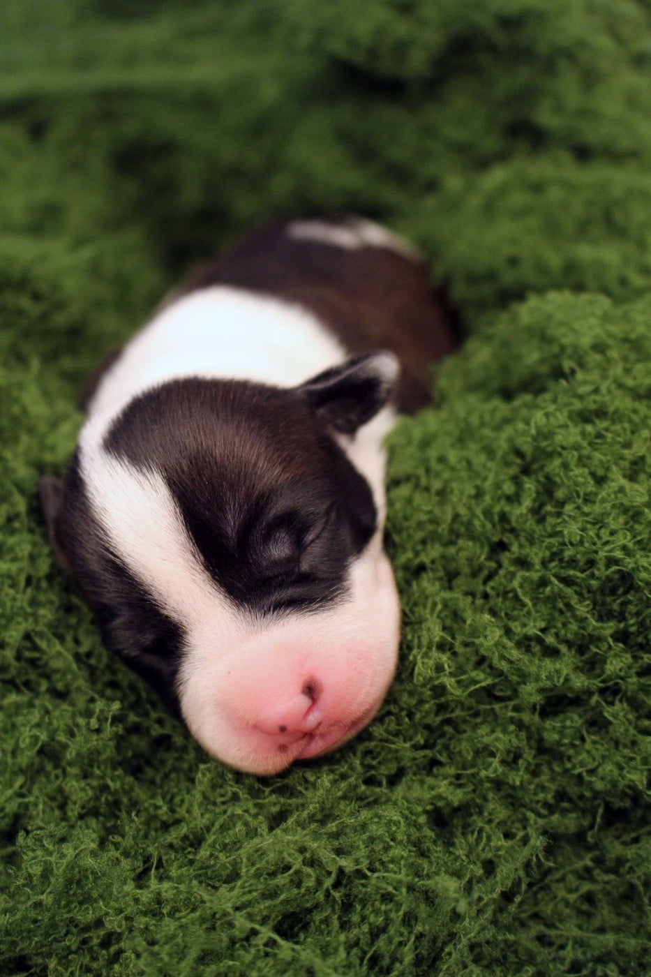 VARANG - Psyche Destiny Blood fuels my flame