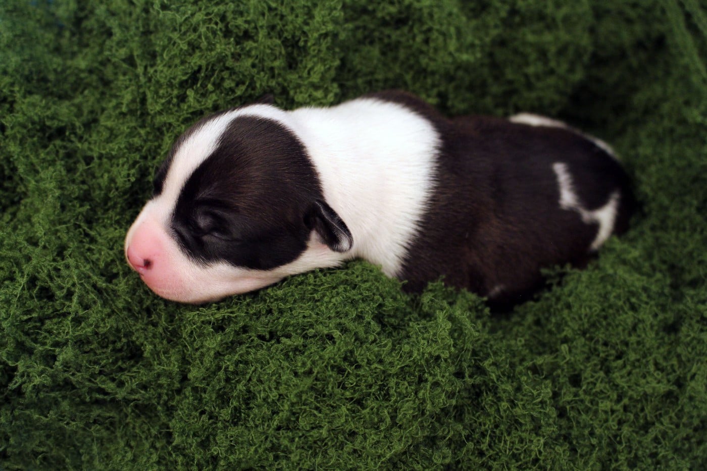 VARANG - Psyche Destiny Blood fuels my flame