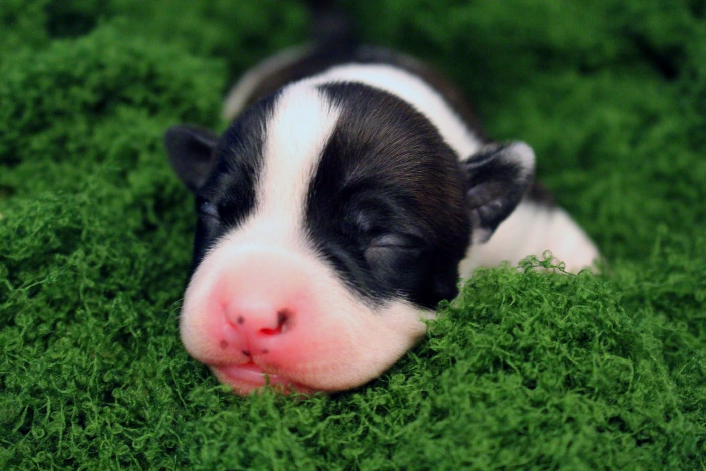 VARANG - Psyche Destiny Blood fuels my flame