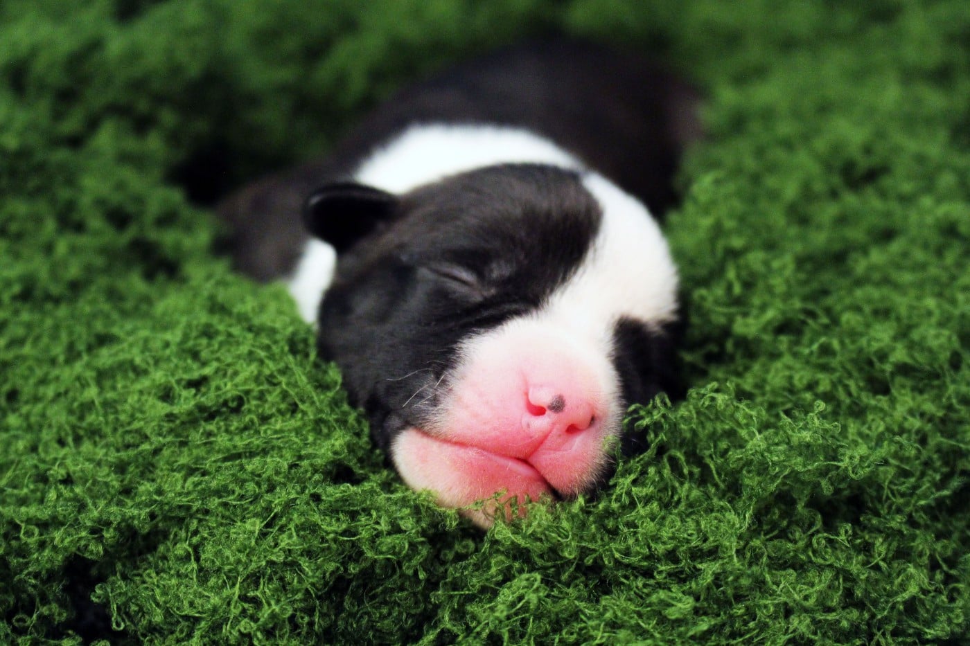 PRIL - Psyche Destiny Bound to a scared legacy