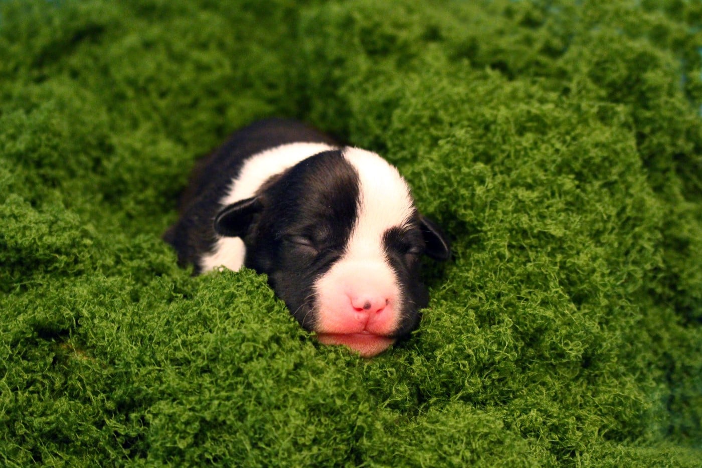 PRIL - Psyche Destiny Bound to a scared legacy